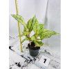 AGLAONEMA CHATREUSE PRETTY