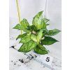 AGLAONEMA CHATREUSE PRETTY
