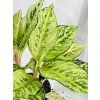 AGLAONEMA CHATREUSE PRETTY