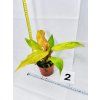 PHILODENDRON ORANGE MARMELADE