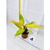 PHILODENDRON ORANGE MARMELADE
