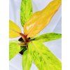 PHILODENDRON ORANGE MARMELADE