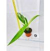 EPIPREMNUM AMPLISSIMUM AUREA VAR.