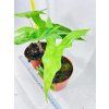 ALOCASIA BAT WING