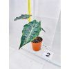 ALOCASIA CHANTRIERI