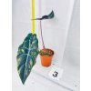 ALOCASIA CHANTRIERI