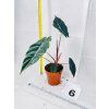 ALOCASIA CHANTRIERI