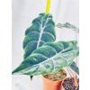 ALOCASIA CHANTRIERI
