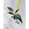 PHILODENDRON PINK BIRKIN