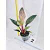 PHILODENDRON PINK BIRKIN