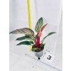 PHILODENDRON PINK BIRKIN