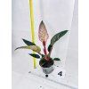 PHILODENDRON PINK BIRKIN