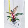 PHILODENDRON PINK BIRKIN