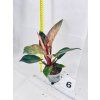 PHILODENDRON PINK BIRKIN
