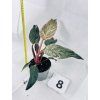 PHILODENDRON PINK BIRKIN