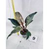 PHILODENDRON PINK BIRKIN