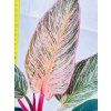 PHILODENDRON PINK BIRKIN