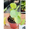 PILEA PEPEROMIOIDES SUGAR