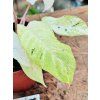 PHILODENDRON SNOWDRIFT