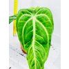 ANTHURIUM VILLENAORUM