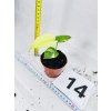 MONSTERA DELICIOSA MINT