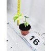 MONSTERA DELICIOSA MINT
