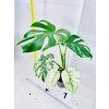 MONSTERA DELICIOSA MINT