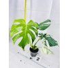 MONSTERA DELICIOSA MINT