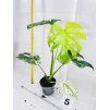 MONSTERA DELICIOSA MINT