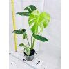 MONSTERA DELICIOSA MINT