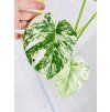 MONSTERA DELICIOSA MINT