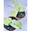 SCINDAPSUS JADE SATIN MARBLE