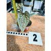 ANTHURIUM LUXURIANS