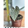 ANTHURIUM LUXURIANS