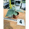 ANTHURIUM LUXURIANS