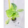 ALOCASIA MACRORRHIZOS AUREA VARIEGATED