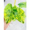 ALOCASIA MACRORRHIZOS AUREA VARIEGATED