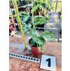 MONSTERA ADANSONII MINT