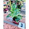 MONSTERA ADANSONII MINT