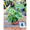 MONSTERA ADANSONII MINT