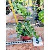 MONSTERA ADANSONII MINT