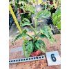 MONSTERA ADANSONII MINT