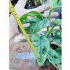 MONSTERA ADANSONII MINT