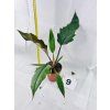 PHILODENDRON CHOCO EMPRESS