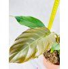 PHILODENDRON CHOCO EMPRESS