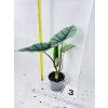 ALOCASIA PLATINUM