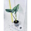 ALOCASIA PLATINUM