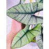 ALOCASIA PLATINUM