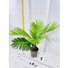 CYCAS REVOLUTA