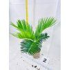 CYCAS REVOLUTA